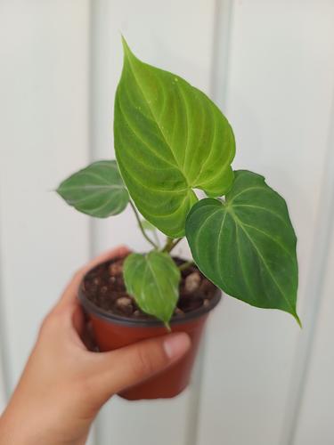 Philodendron Verrucosum Holland en Berriozábal, Chiapas