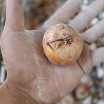 Variedades Disponibles de Bulbo de Gladiola 📦✅