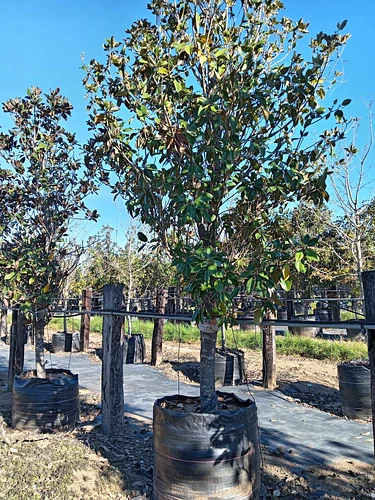 Magnolia en Montemorelos, Nuevo León
