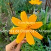 Semillas Cosmos