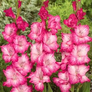 Bulbo de Gladiola
