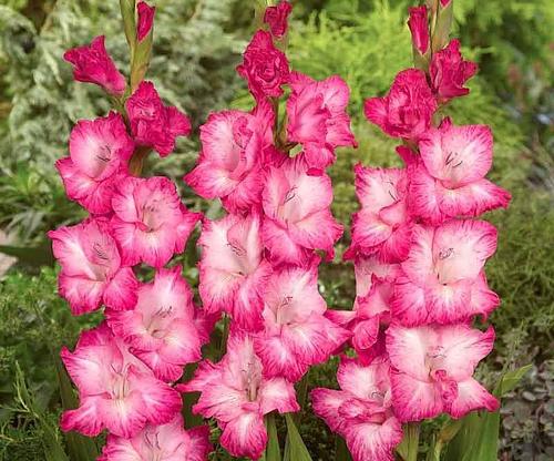Bulbo de Gladiola en San Martin Texmelucan, Puebla