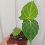 Philodendron Verrucosum Holland