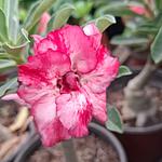 Rosa del Desierto