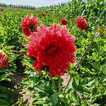 Bulbo de Dalias