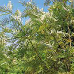 Grevillea/gravilea