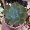 Echeveria Raindrops