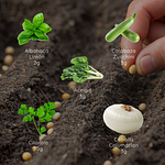 Sobres de Semillas de Hortalizas, Diferentes Variedades