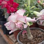 Rosa del Desierto