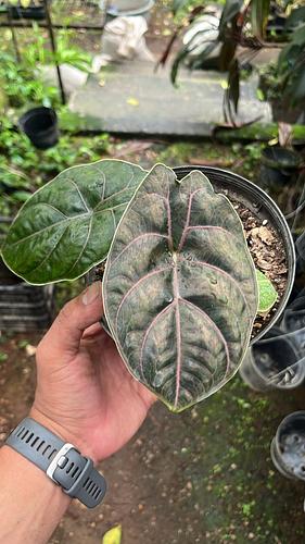 Alocasia Azlanii en Tres Valles, Veracruz