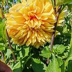 Bulbo de Dalias
