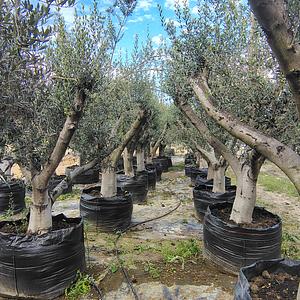 Olivos Topiarios