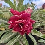 Rosa del Desierto