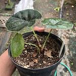 Alocasia Azlanii
