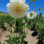 Bulbo de Dalias
