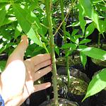 Árbol Maya de Ceiba