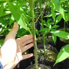 Árbol Maya de Ceiba