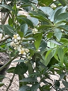 Limon Colima en Montemorelos, Nuevo León