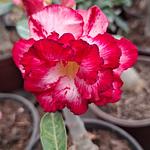 Rosa del Desierto