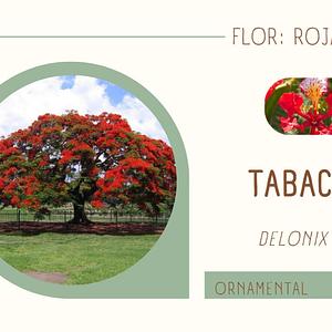 Framboyán / Tabachín
