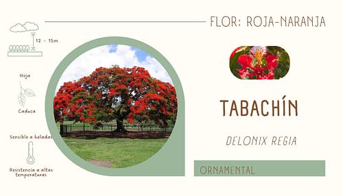 Framboyán / Tabachín en Atlixco, Puebla