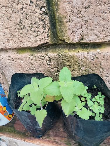 Catnip en Tlajomulco, Jalisco