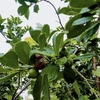 Guayaba Japonesa Guayaba Fresa