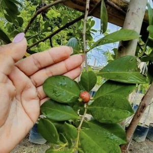 Guayaba Japonesa Guayaba Fresa