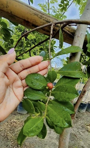 Guayaba Japonesa Guayaba Fresa en Cocoyoc, Morelos