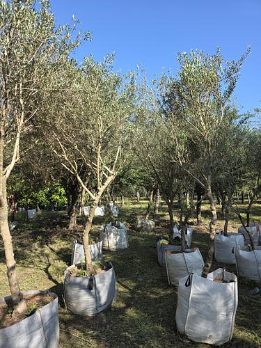 Olivo en Montemorelos, Nuevo León