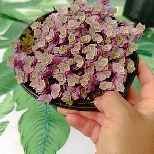 Callisia Repens Pink