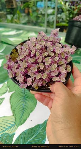 Callisia Repens Pink en Tehuacán, Puebla