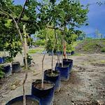 Guayaba Japonesa Guayaba Fresa