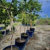 Guayaba Japonesa Guayaba Fresa