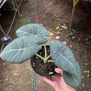 Alocasia Maharani