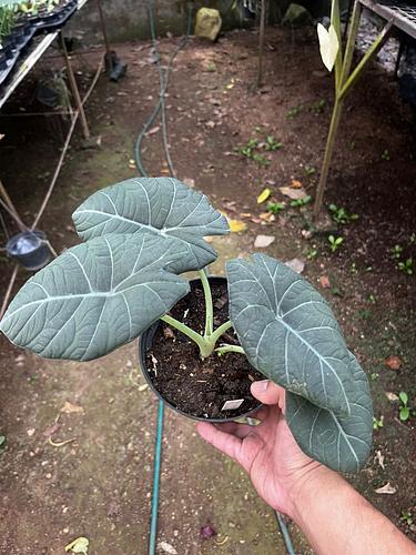 Alocasia Maharani en Tres Valles, Veracruz