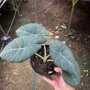 Alocasia Maharani