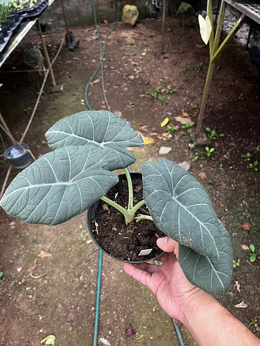 Alocasia Maharani en Tres Valles, Veracruz