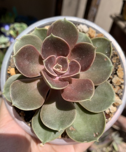 Echeveria Magic Red en Monterrey, Nuevo León