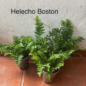 Helecho Boston