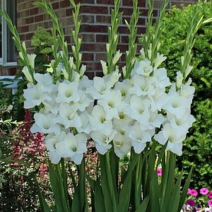 Variedad Borrega Blanca Disponible de Bulbo de Gladiola 📦✅