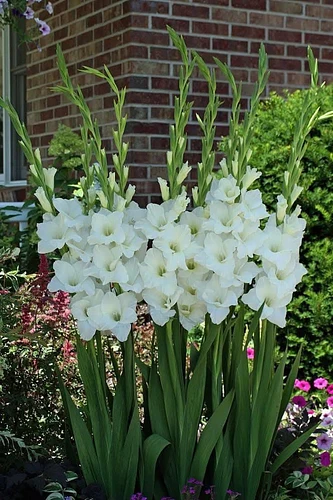 Variedad Borrega Blanca Disponible de Bulbo de Gladiola 📦✅ en San Martin Texmelucan, Puebla