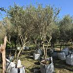 Olivo