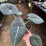 Alocasia Maharani