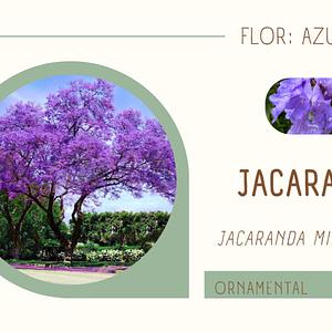 Jacaranda