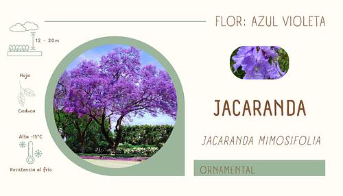 Jacaranda en Atlixco, Puebla