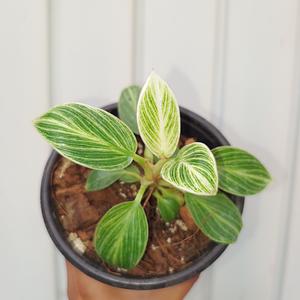 Philodendron Birkin