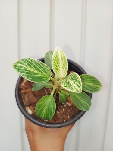 Philodendron Birkin en Berriozábal, Chiapas