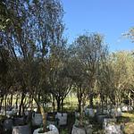 Olivo