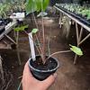 Alocasia Mantarraya